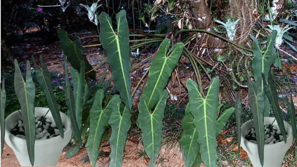 Filodendro Espirito Santo, a planta exclusiva do Brasil