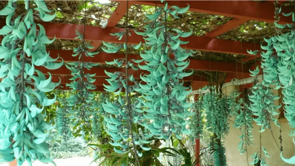 Trepadeira jade, a joia da natureza