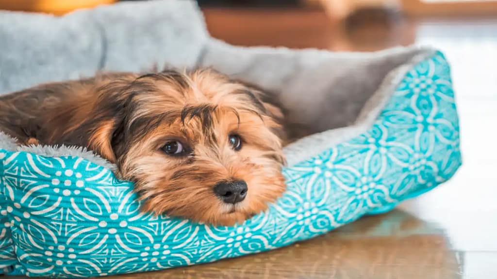 Produtos artesanais para pets no blog dica pronta.