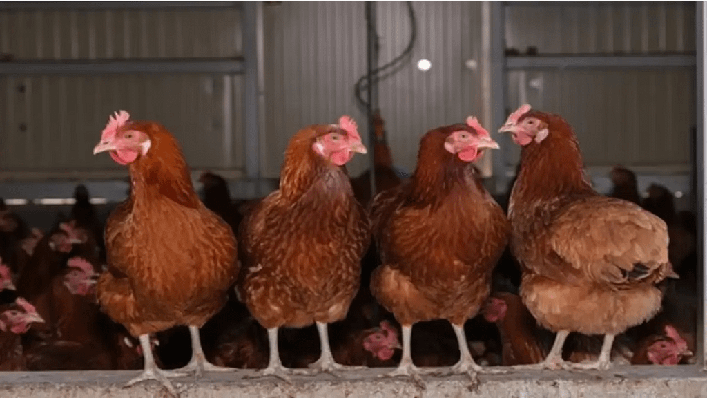 Criação de galinhas caipiras
