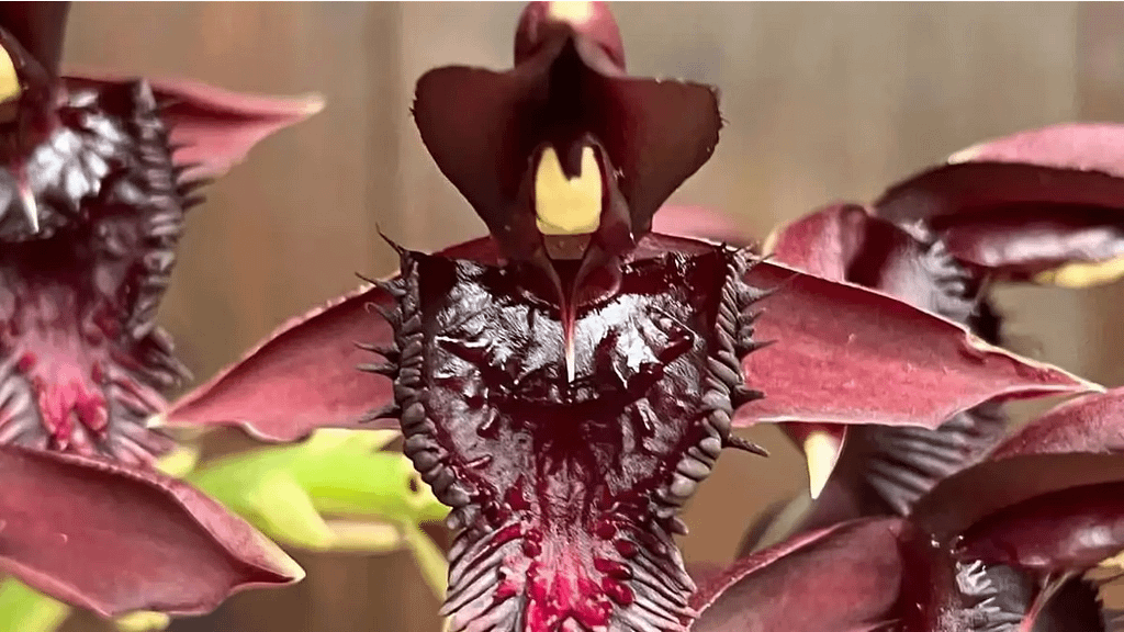 Orquídea-cisne negro