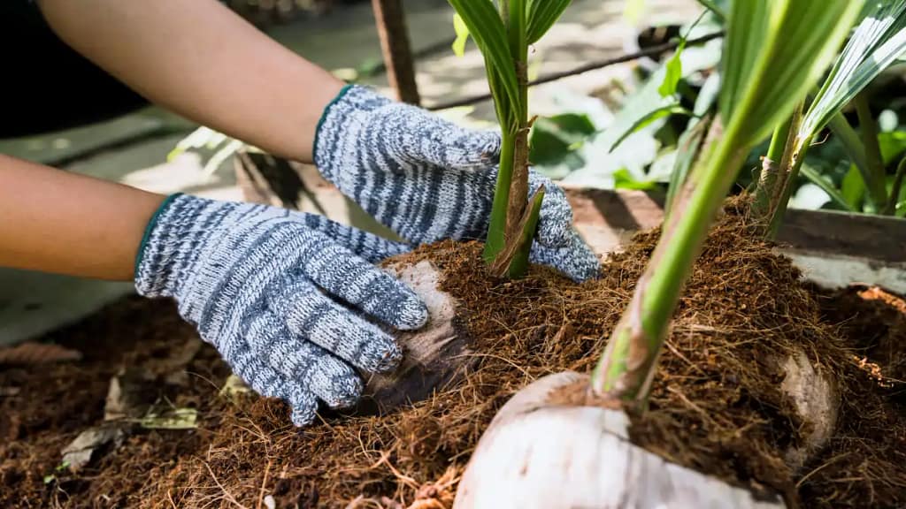 Coqueiro anão, passo a passo no blog Dica Pronta.