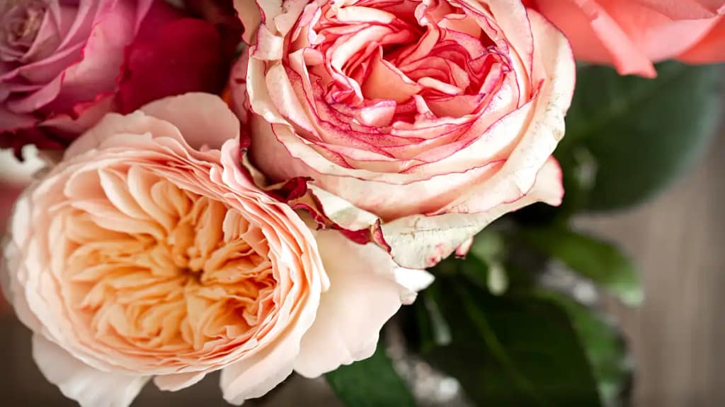 Rosas inglesas, dicas no blog Dica Pronta.