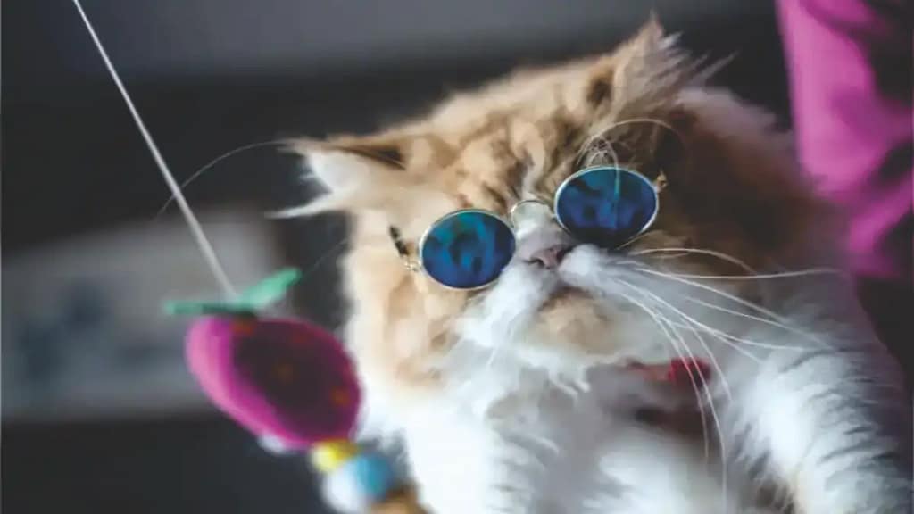 Tutor iniciante, dicas no blog Dica Pronta.