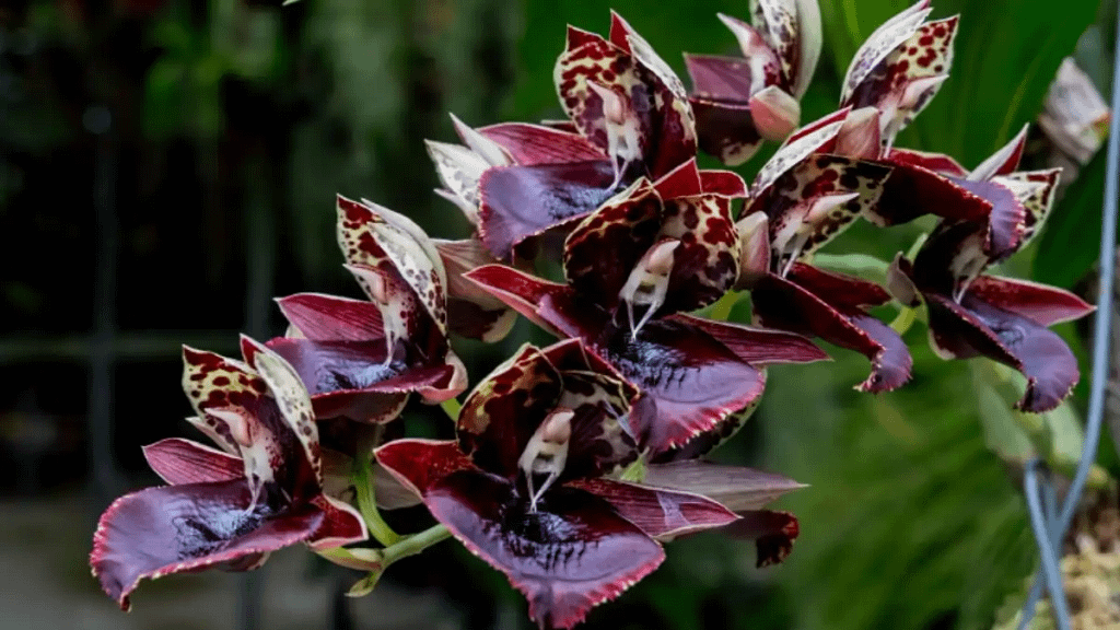 Orquídea pescoço de cisne no blog Dica Pronta.