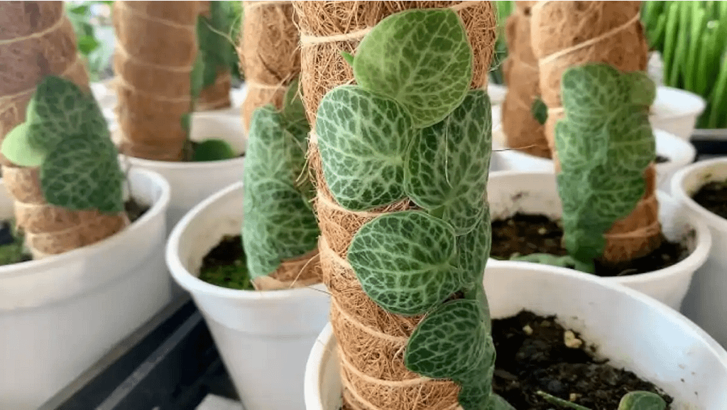 Planta escama, a linda e rara trepadeira