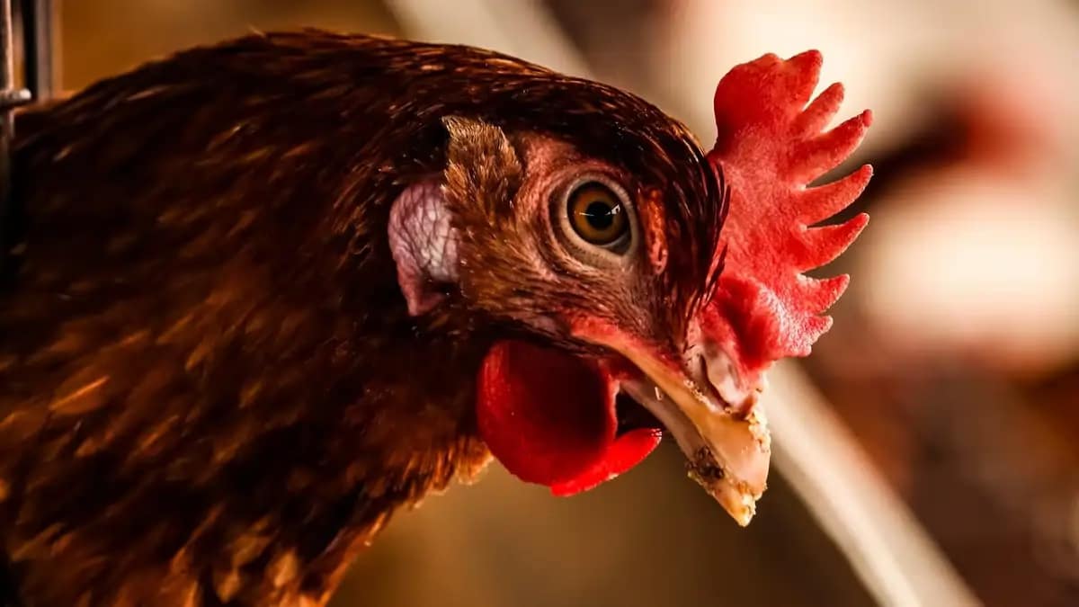 Criação de galinhas caipiras para venda