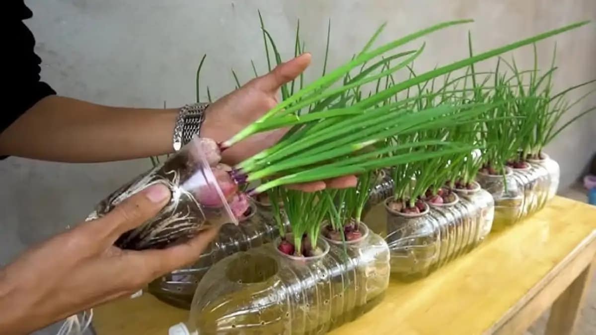 Tempero cultivado na água