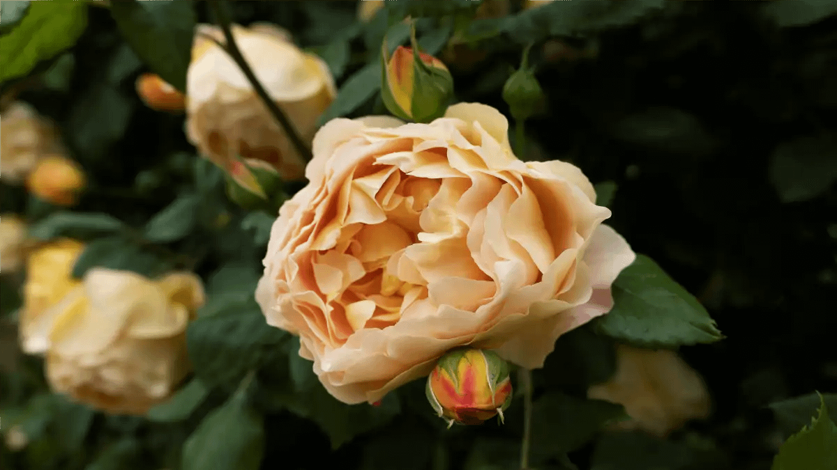 As Rosas inglesas, várias dicas e passo a passo no blog Dica Pronta.