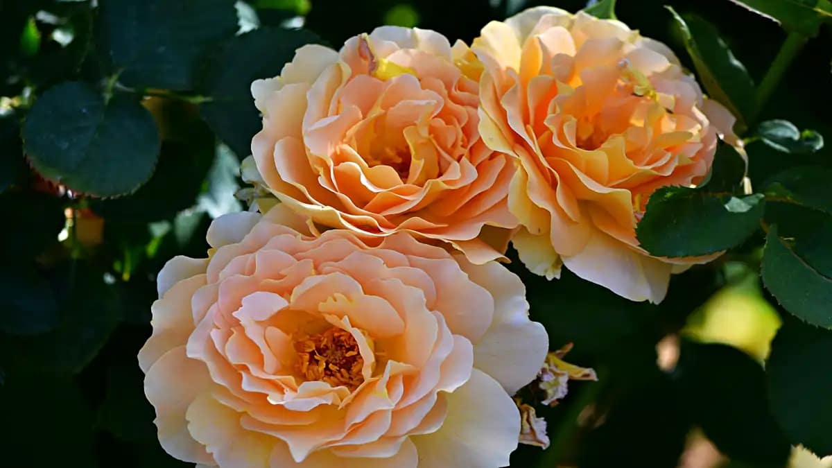 Rosas inglesas, várias dicas e passo a passo no blog Dica Pronta.