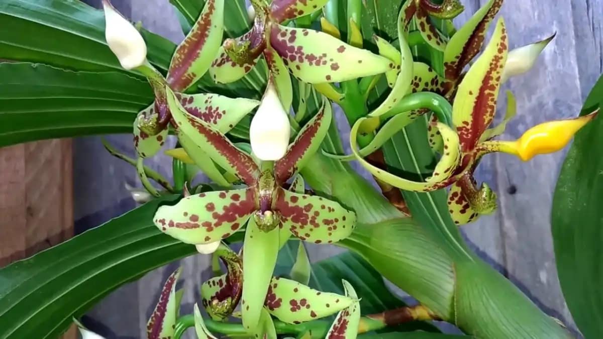 Uma Orquídea pescoço de cisne, com dicas no blog Dica Pronta.