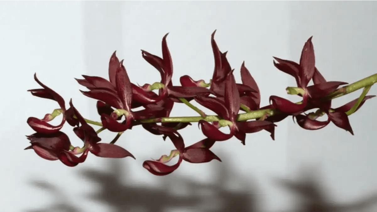 Uma Orquídea pescoço de cisne, rara e com dicas no blog Dica Pronta. Confira aqui.