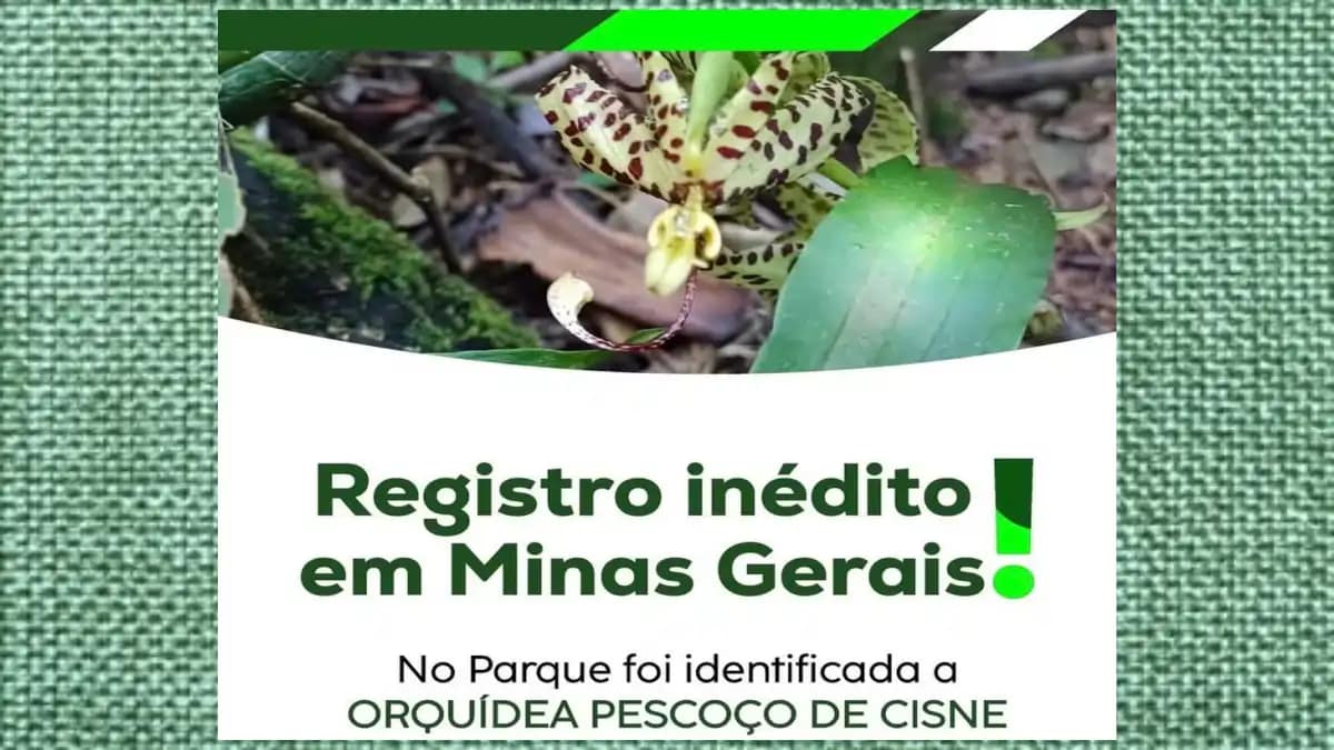 Uma Orquídea pescoço de cisne, rara e com dicas no blog Dica Pronta.