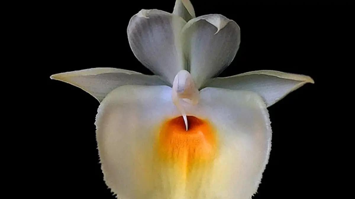 Uma Orquídea pescoço de cisne, rara e com dicas no blog Dica Pronta. Confira.