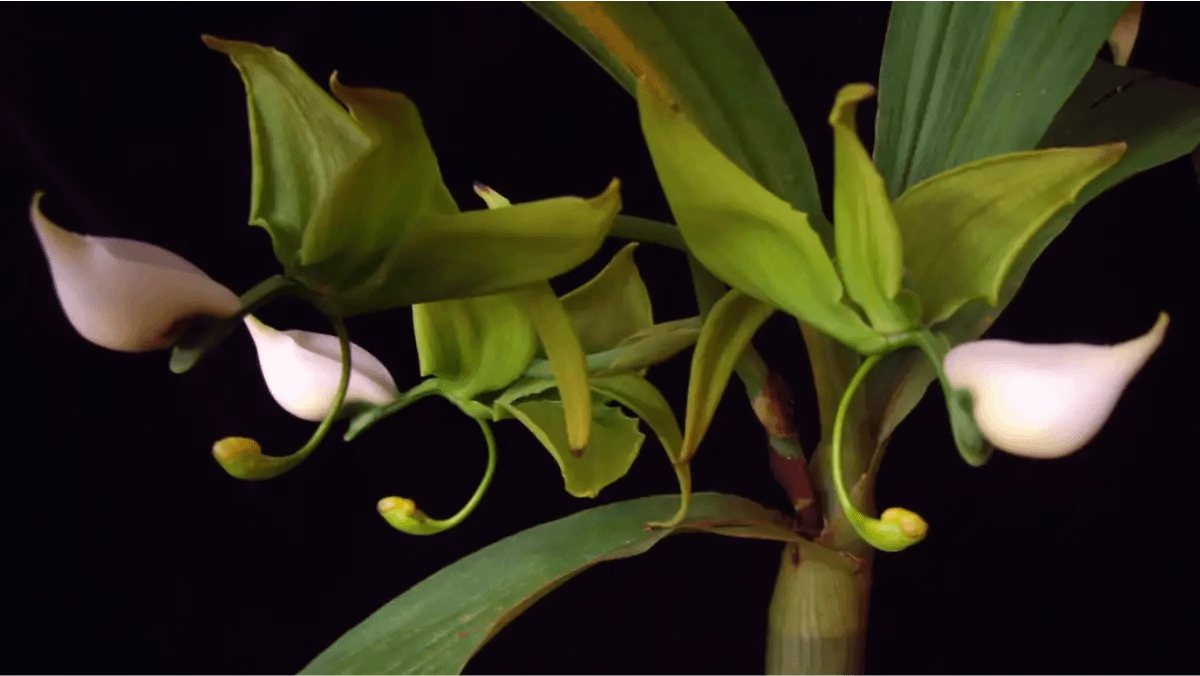 Orquídea cisne negro, uma rara brasileira