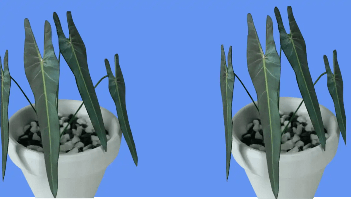 Filodendro Espirito Santo, uma linda raridade